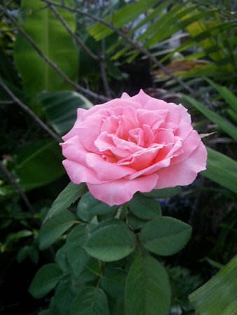 Pink roseの素材
