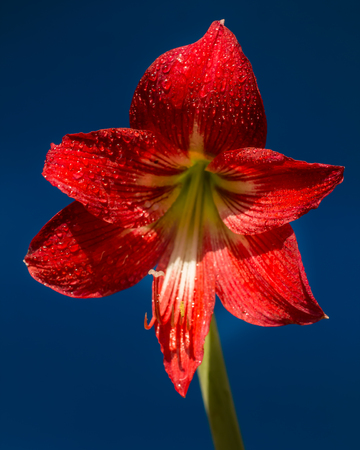 Beautiful red flowers in Surat Thani Thailandの写真素材