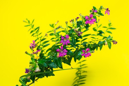 Beautiful purple flowers in Surat Thani Thailandの写真素材