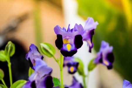 Beautiful purple flowers in Surat Thani Thailandの写真素材
