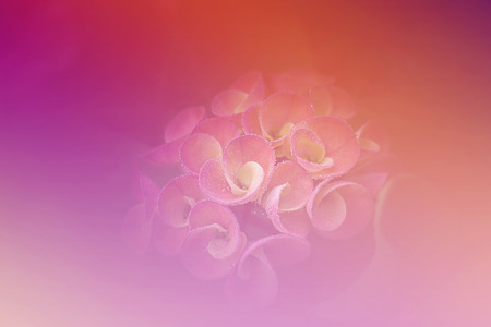 Flower Euphorbia milli Crown of thorns, Christ Thornの写真素材