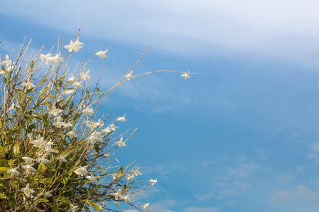 Beautiful white orchid flowers in the blue sky in Phuket Thailandの写真素材