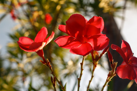 Beautiful pink flowers in Surat Thani Thailand