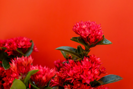 Beautiful red flowers in Surat Thani Thailandの写真素材