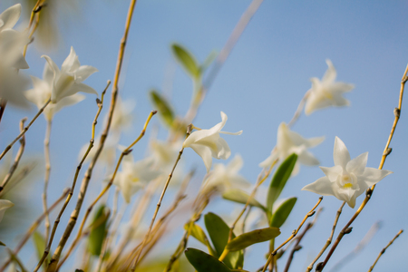 Beautiful white orchid flowers in the blue sky in Phuket Thailandの写真素材