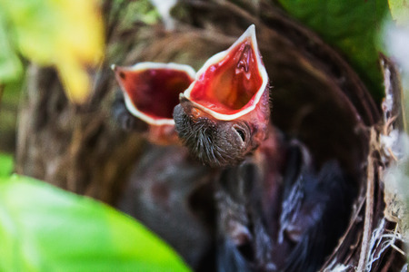 Two birds are waiting for their mother in Surat Thani Province.の写真素材