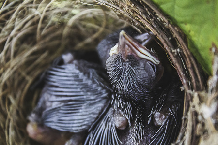 Two birds are waiting for their mother in Surat Thani Province.の写真素材