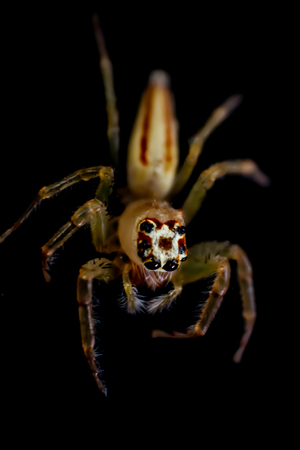 Spider jumping in the evening in Surat Thani Thailandの写真素材