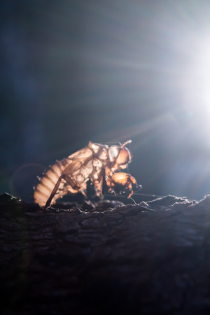 Cicada larvae on an evening tree in Surat Thani Thailandの写真素材