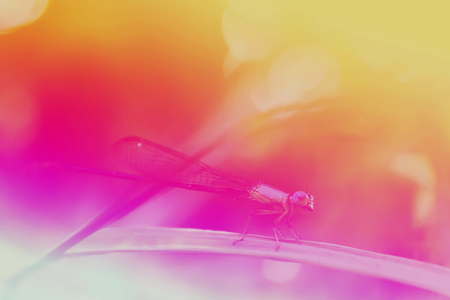 Color background Dragonfly on the leaves of grass in the evening in Thailand Surat Thaniの写真素材