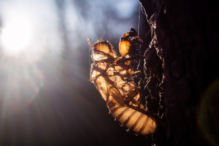 Cicada larvae on an evening tree in Surat Thani Thailandの写真素材