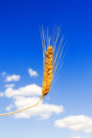 golden wheat in the blue sky backgroundの写真素材