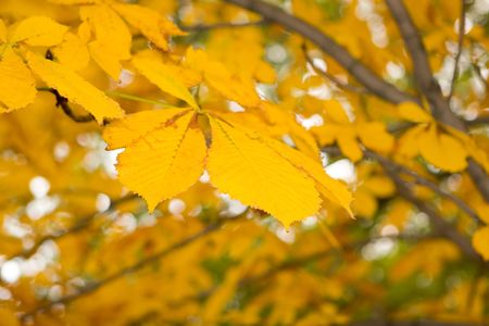 Autumn leaf