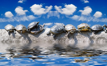 You still work in office? Even turtles already sunbathe on the sea!の写真素材
