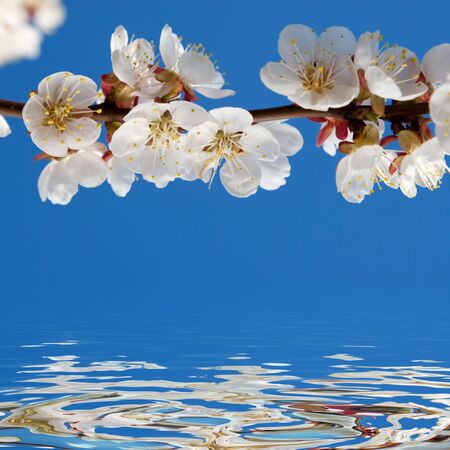 Apricot By Springtimeの写真素材