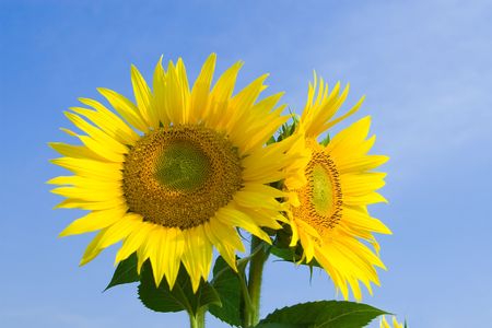 amazing sunflowers and blue sky background の写真素材