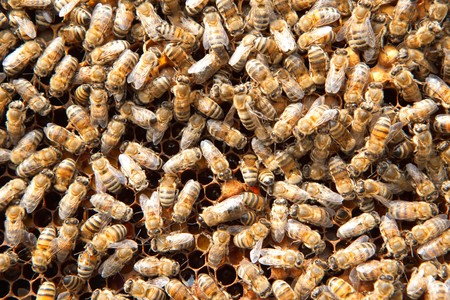 many bees on honeycombs の写真素材