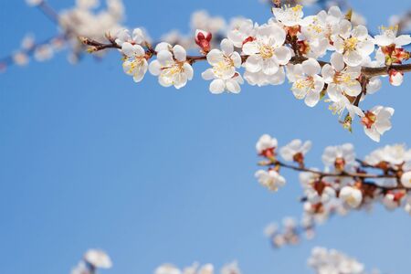 spring beauty 
の写真素材