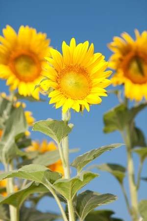 amazing sunflowers and blue sky background の写真素材