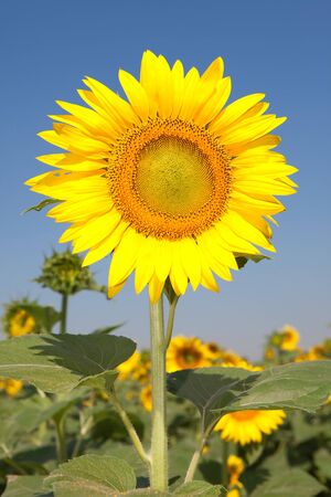 amazing sunflowers and blue sky backgroundの写真素材