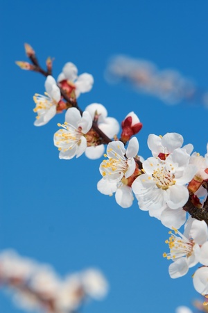 Branch flowering tree. Spring beautyの写真素材