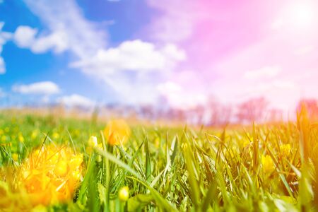 Spring meadow on bright sunny day