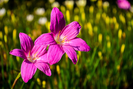 Bright colors Zephyranthesの写真素材