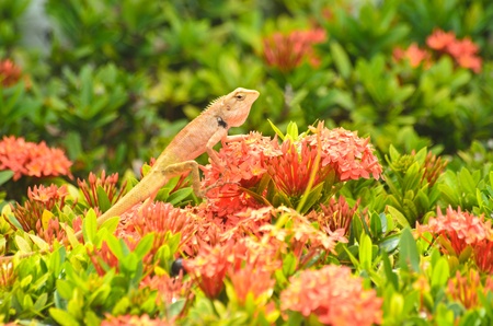 Brown thai lizard  on red flower in tropical garden