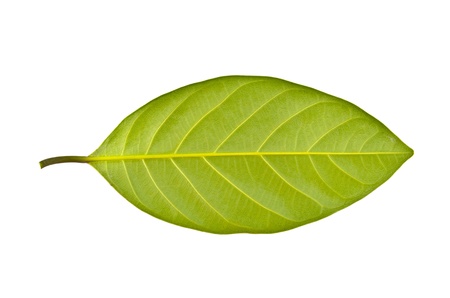 Beautiful green leaf isolated on white