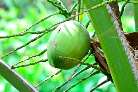 Single Coconuts On The Palm Tree