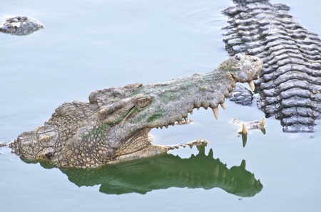 Crocodile in water at at Samutprakarn crocodile farm & zoo , Thailand