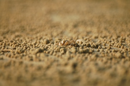 Ghost crab is on the beach in Thailand
