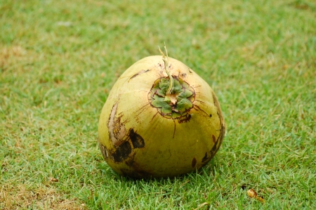 Coconut on the ground near palm treeの写真素材