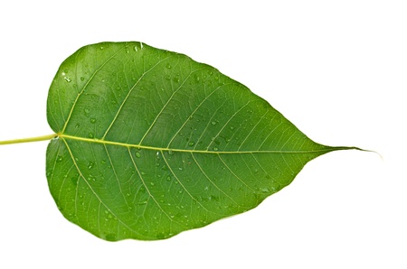 Beautiful green leaf isolated on whiteの写真素材
