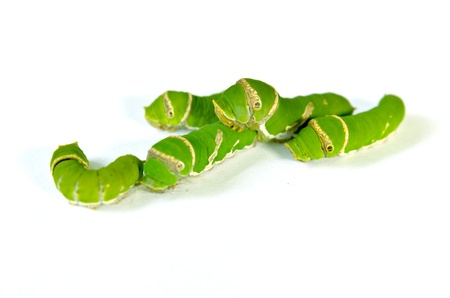 Group of Green caterpillar isolated on whiteの写真素材