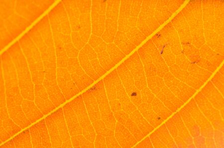 Colorful background of autumn leafの写真素材