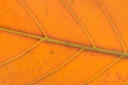 Colorful background of autumn leafの写真素材