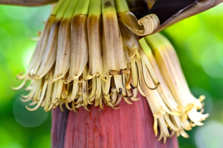 banana blossom in the gardenの写真素材