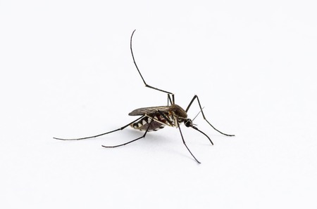 Mosquito isolated on white backgroundの写真素材