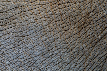 elephant skin
