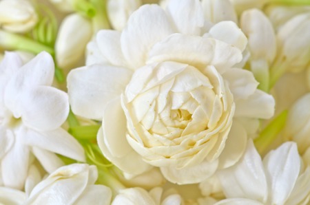 Group of white  jasmine for making festoonの写真素材