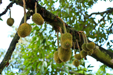 Young durian ontree
