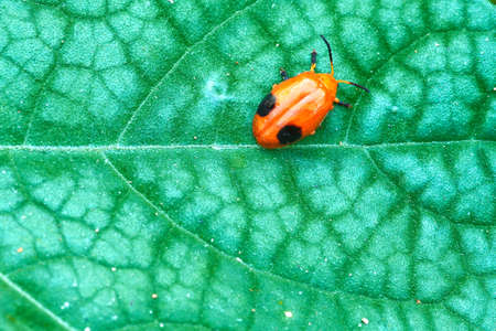ladybug sitting on a green leafの写真素材