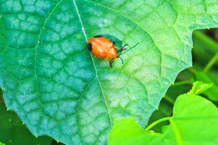 ladybug sitting on a green leafの写真素材