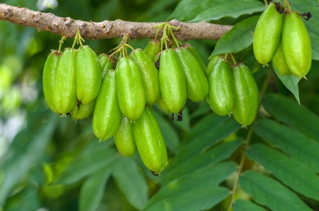 Averrhoa bilimbi a.k.a. Kamias/Cucumber tree/Bilimbi; edible and medicinal fruit of South East Asiaの写真素材