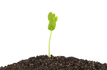Young green plant with seed isolated on white background.の写真素材