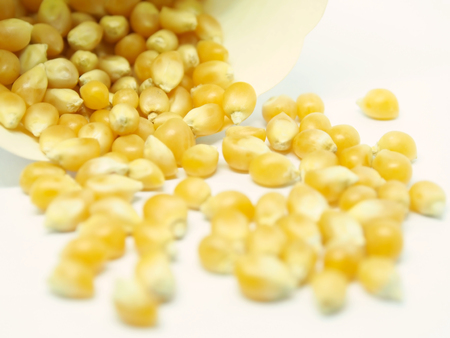 corn seeds on white backgroundの写真素材