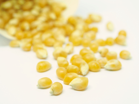 corn seeds on white backgroundの写真素材