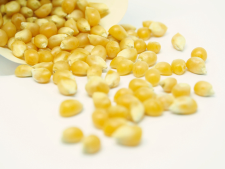 corn seeds on white backgroundの写真素材