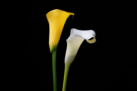 Yellow calla lily, Isolated on black backgroundの写真素材
